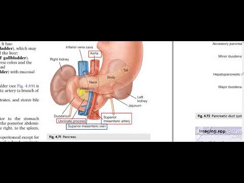 Pancreas head relations 3