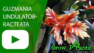 Guzmania undulatobracteata - grow & care (Indoor or outdoor)