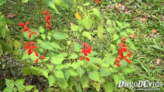 preview picture of video 'Salvia splendens Red Salvia (Lamiaceae) scarlet sage'