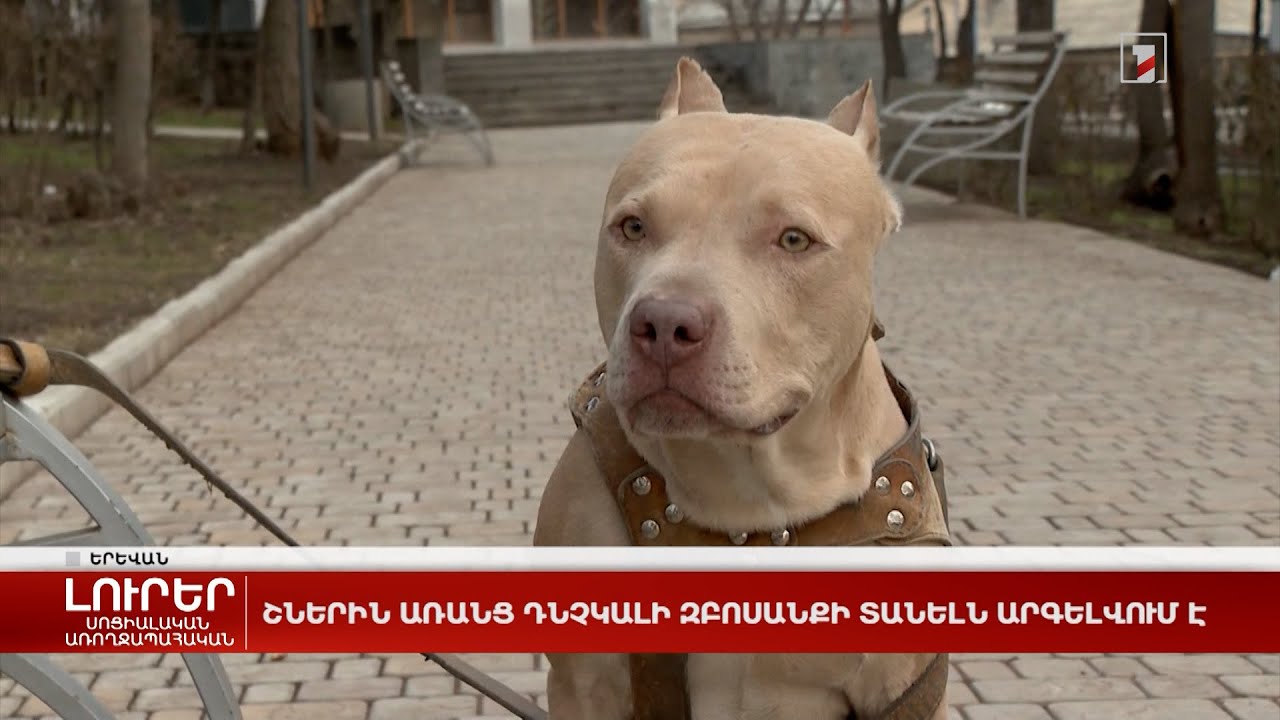 Շներին առանց դնչկալի զբոսանքի տանելն արգելվում է