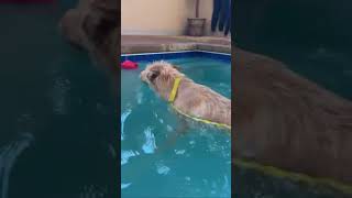 Video preview image #1 Mutt Puppy For Sale in Grafton, WI, USA