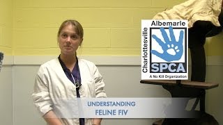 Understanding Cats With FIV