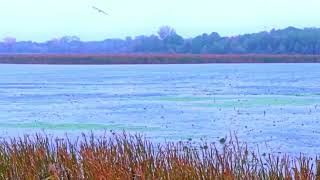 Cloudy Skies Oct 16 2025 7:31AM HD Short Version #drone #fall #relaxing #asmr