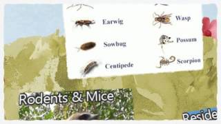 preview picture of video 'Pest Control Folsom CA 916-226-4836 Ticks Fleas & Bed Bugs'