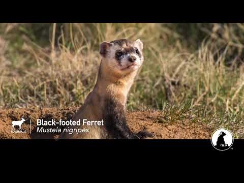 Black-footed Ferret | ESA @ 50