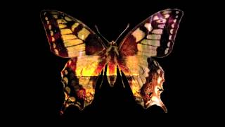 Die Kur - Under The Empire of The Sun To Follow