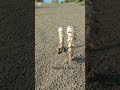 Mushrooms Bloom In Desert Nature Explore Shotrs Viralvideo