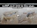 Very Big Fish Spotted At Krishna River Unseen Rare Exclusive Foorage Movie Blends