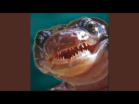 You Will Not Escape the Mouth