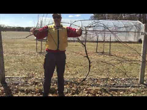 Four Arm Kniffin Grape Pruning Tutorial
