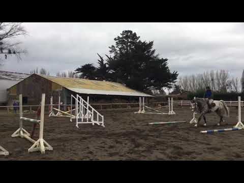 ADLER (Alfaz x Valentino x Contendro I)