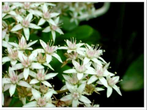 Dj Akman & Azrail Familia - Bir Sevgimiz Vardı Ya