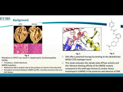 Thumbnail image of video presentation for The Effect of Omecamtiv Mecarbil (OM) on the Steady-State ATPase and Thin filament Binding Affinity of the M493I Hypertrophic Cardiomyopathy Myosin (HCM) Mutant