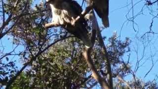 Christmas Peace, A Harp Carol