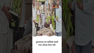 Download lagu ગુજરાતના આ માર્કેટમાં આવી 150 બોક્સ કેસર કેરી #gujarat #market #kesarmango #150box mp3 Download lagu ગુજરાતના આ માર્કેટમાં આવી 150 બોક્સ કેસર કેરી #gujarat #market #kesarmango #150box mp3