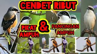 Download lagu suara burung cendet ribut mp3 Download lagu suara burung cendet ribut mp3