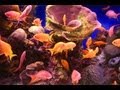 The Red Sea