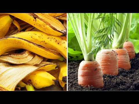 How To Make Banana Peel Fertilizer