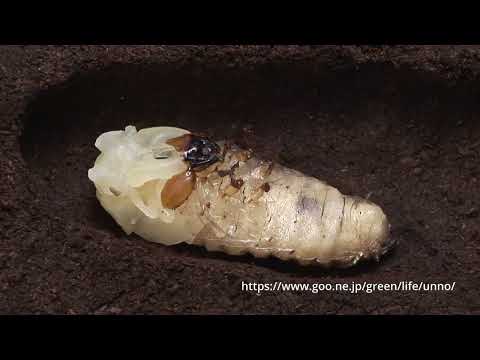 ミヤマクワガタの蛹化　Pupation of　Miyama　Stag beetle