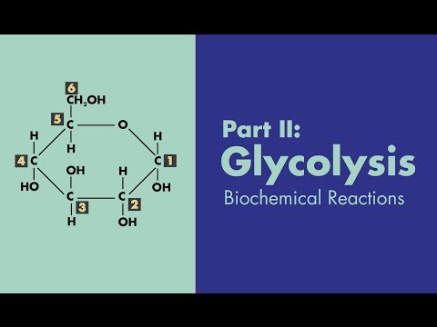 Glycolysis - Biochemical Reactions - MEDZCOOL