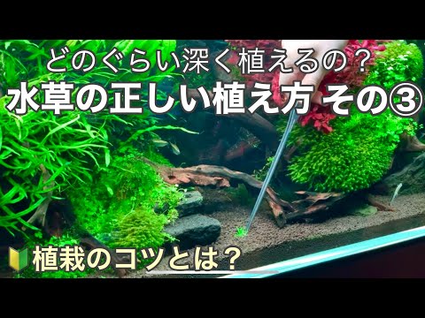 2022年の水草の選び方