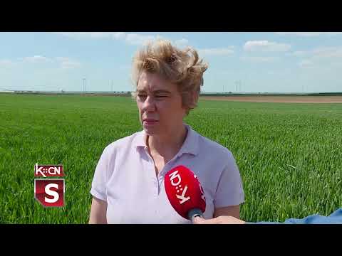 Pšenica početkom maja