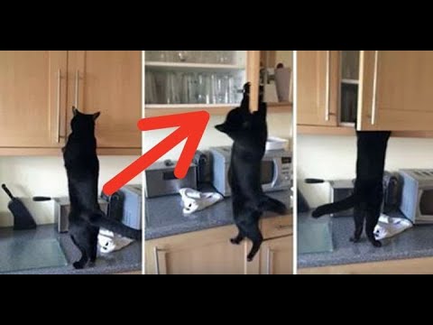Husband Is Floored By Lengths Cat Will Go To To Steal Treats, So He Records To Show His Wife..
