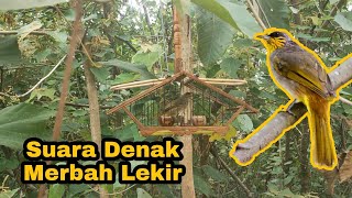 Download lagu Merbah Lekir mp3