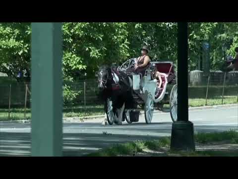 NYC Horse Carriage Ban