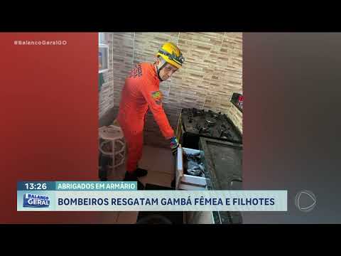 Gambá com quatro filhotes é encontrado escondido dentro de um armário