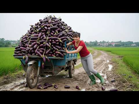 REWIND TIMELAPSE — Harvest Tons of Eggplants | Use 3-Wheeled Truck to Go Countryside Market Sell