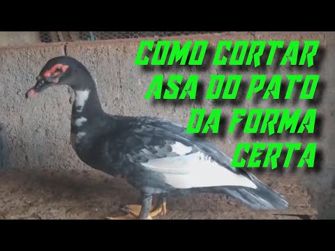 COMO CORTAR A ASA DE SEU PATO DE FORMA CORRETA,FÁCIL, SEM PREJUDICAR A AVEA, PRENDA GORA NESTE VÍDEO