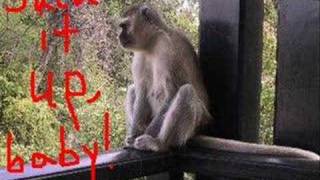 What Makes the Monkey Dance