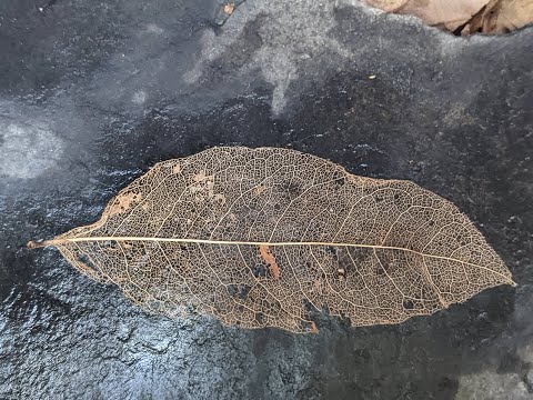 Play Video Youtube Video