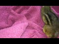 Blow Drying The Elderly Chipmunk