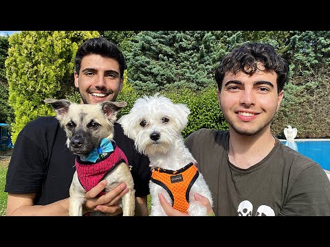 YENİ KÖPEKLERİMİZ '' LİLİ VE ÜZÜM'' (Dünyanın En Sevimli Köpekleri) 🐶