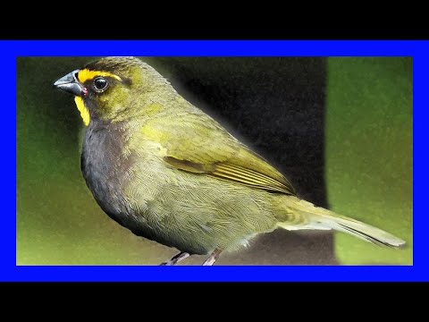 Vločkar žltolíci (Tiaris olivaceus) — starostlivosť, voliéra a kŕmenie
