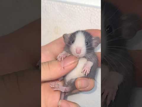 ドブネズミについて詳しく解説