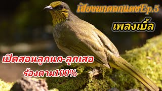 Download lagu เสียงนกดอกแตงEp.5 Birds sounds เพลงเบิ้ล เปิดให้ลูกนก-ลูกเสอร้องตาม ใช้ต่อนกป่า เปิดให้นกคึก mp3 Download lagu เสียงนกดอกแตงEp.5 Birds sounds เพลงเบิ้ล เปิดให้ลูกนก-ลูกเสอร้องตาม ใช้ต่อนกป่า เปิดให้นกคึก mp3