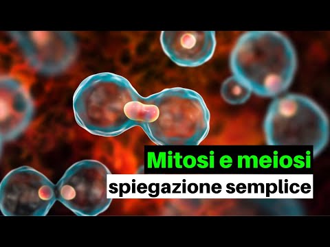 MITOSI e MEIOSI in breve