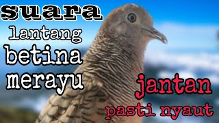 Download lagu Perkutut betina suara lantang merayu jantan pasti nyaut mp3