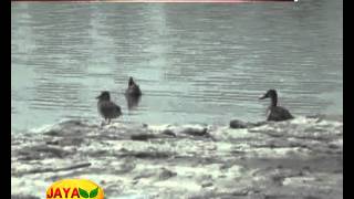 ஆயிரக்கணக்கான மைல்களைத் தாண்டி திருப்பூருக்கு வரும் வெளிநாட்டுப் பறவைகள் 16 12 2015