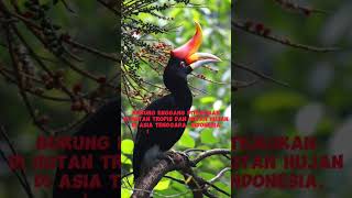 Download lagu Asal Usul Burung Enggang #shorts mp3 Download lagu Asal Usul Burung Enggang #shorts mp3