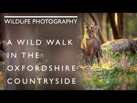 Wildlife Photography in the Oxfordshire Countryside