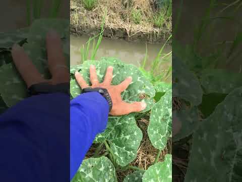 Trồng bí hồ lô tập 12:dưỡng nụ trái cho bí 34 ngày tuổi.