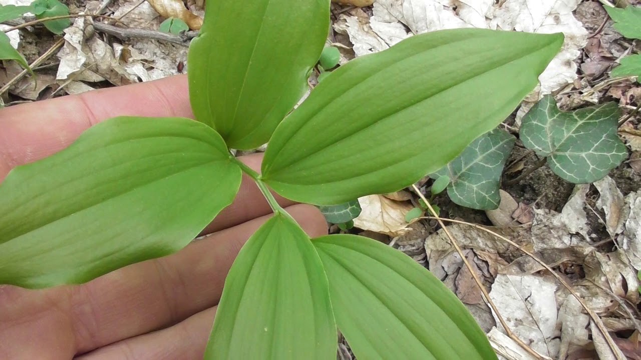 Species of plants, Polygonatum odoratum, flower buds, angular Solomon's seal - YouTube