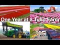 One Year At A Tulip Farm Planting To Harvest Dogterom Flowerbulbs Colors Of The Netherlands