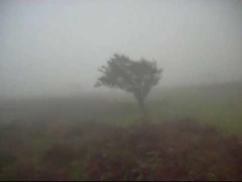 Pete Um's Special Cornish Trees