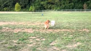 Sapphire the Samoyed at the dog park