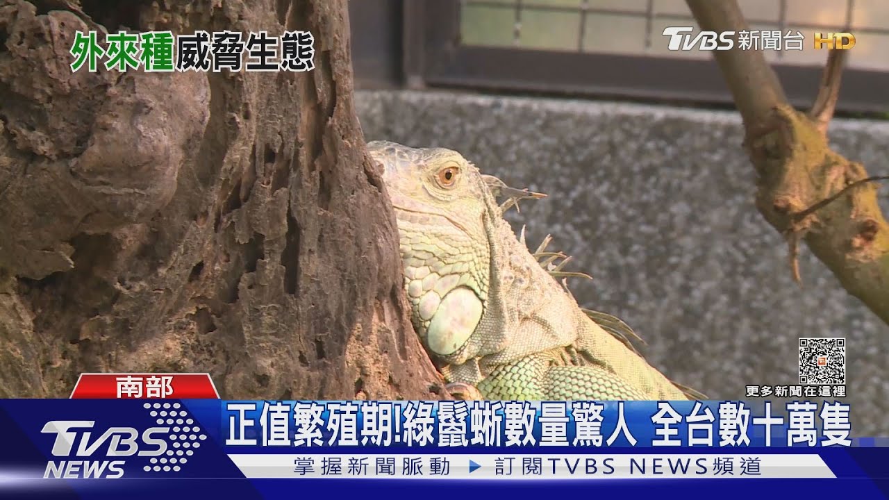 繁殖太快速!1晚能抓400隻綠鬣蜥大軍甚至與鴨搶食